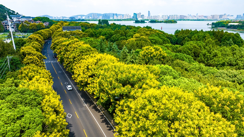 無錫黃山欒樹進(jìn)入花果變色季 風(fēng)景美不勝收